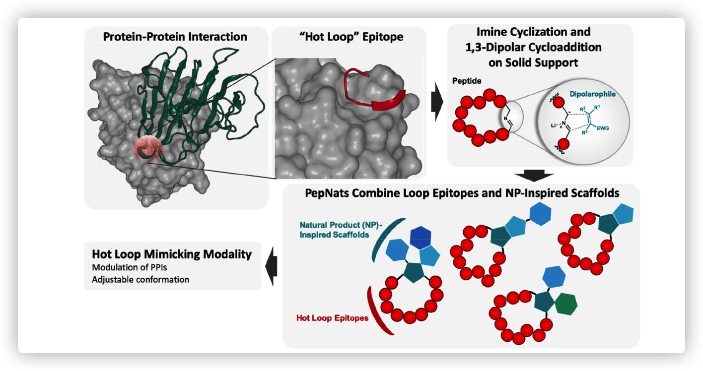 anchorextension基于热点残基拓展的环肽设计方法