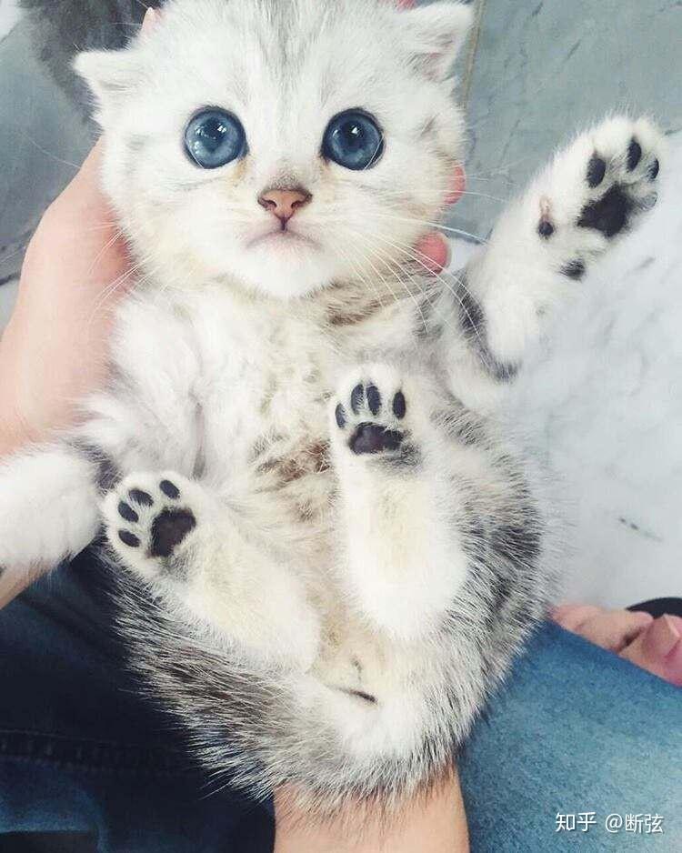 猫咪一辈子不出门会怎样?