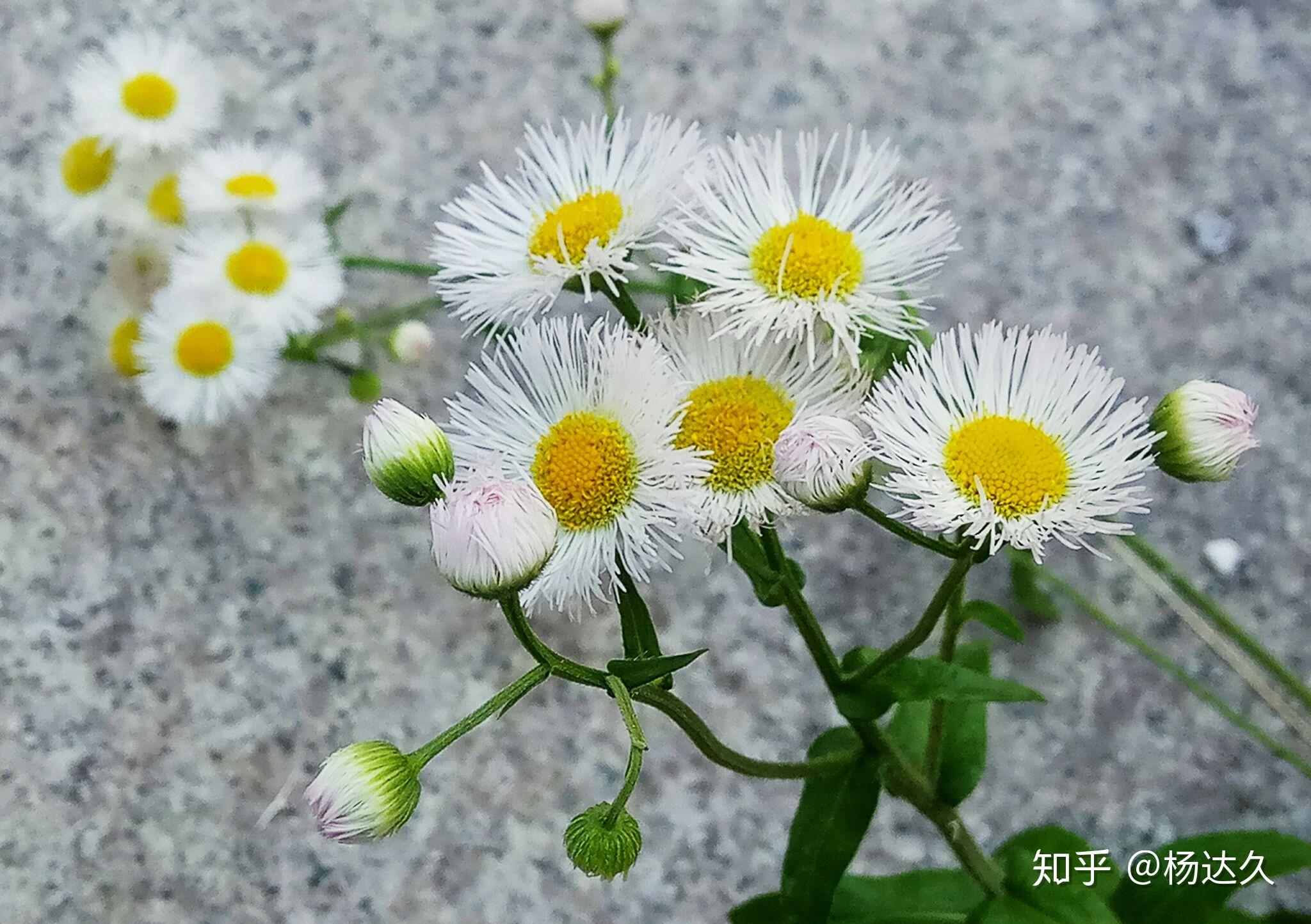 飞蓬(菊科) - 知乎