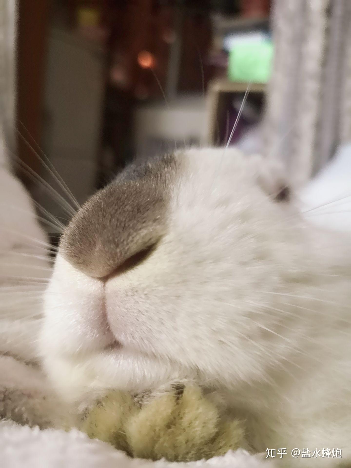 一般兔子智商相当人类有多少岁 v2-28fca65295acc010688a9edaf78dbf51_r.jpg