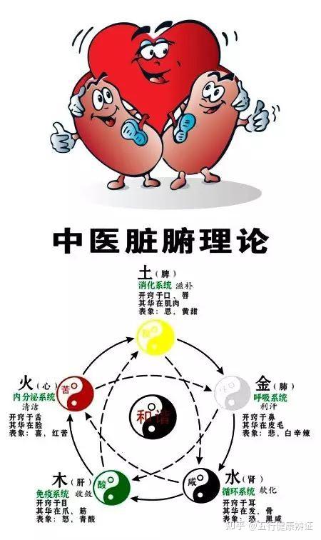 人体内的小天地如何运转如常中医心气降肾气升心肾相交