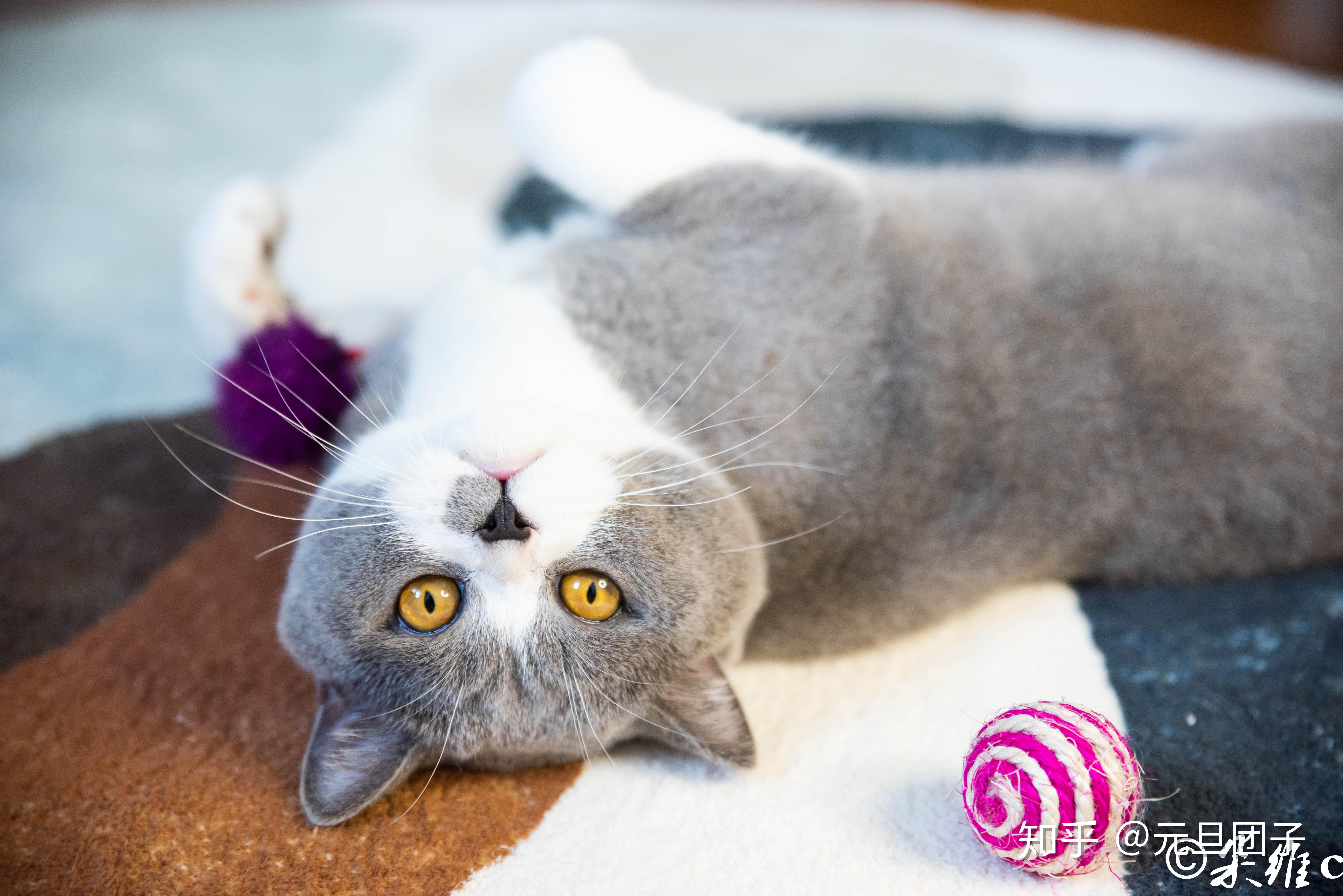 猫咪怎么才会拉屎 v2-290485e651b9c516940ea28fa5569dd5_r.jpg