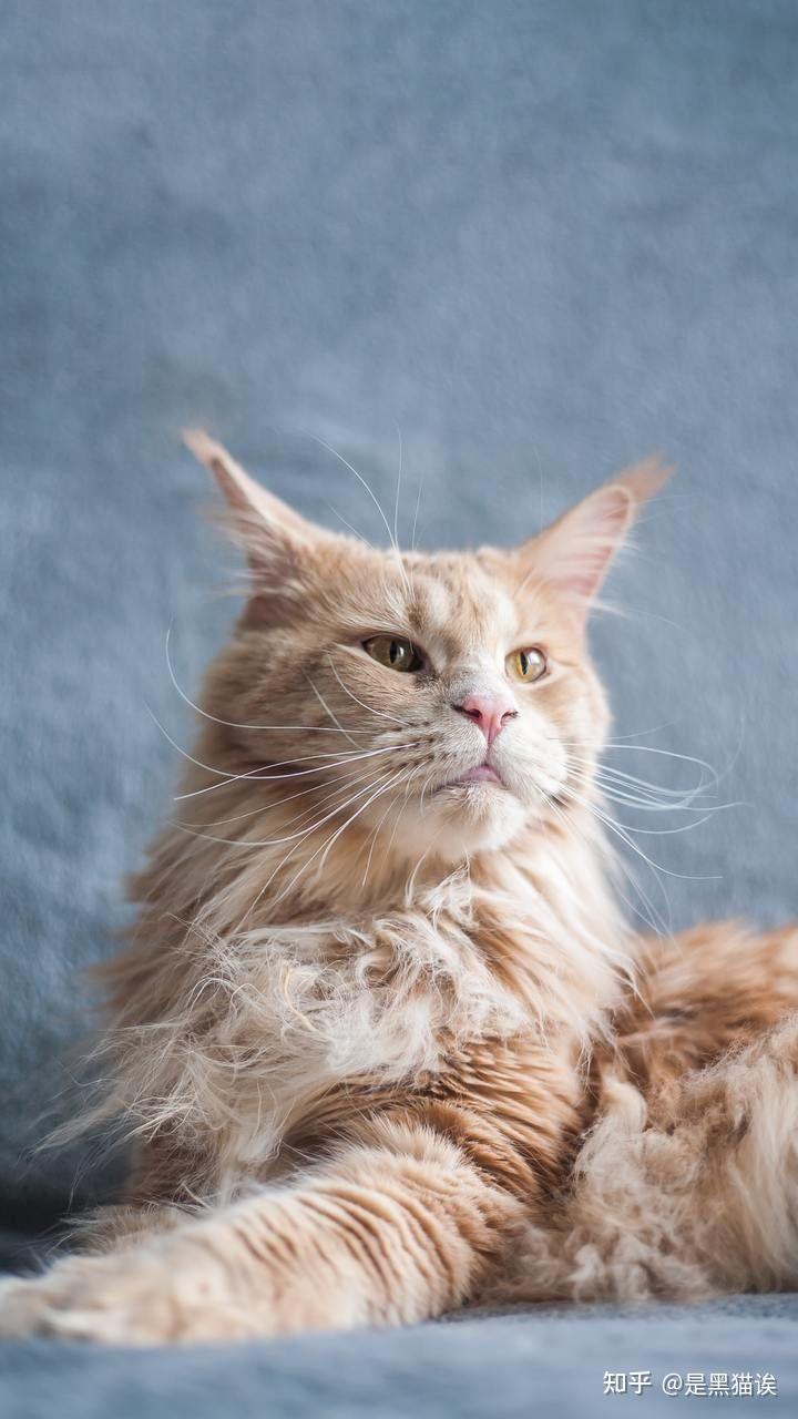 全面屏高清壁纸第三期猫猫