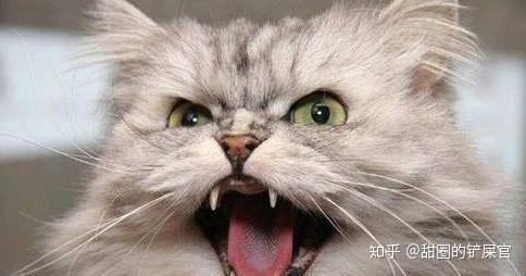 嘶嘶嘶是什么意思 v2-290dfc66dc013e79e10723e6b8c8aab5_r.jpg