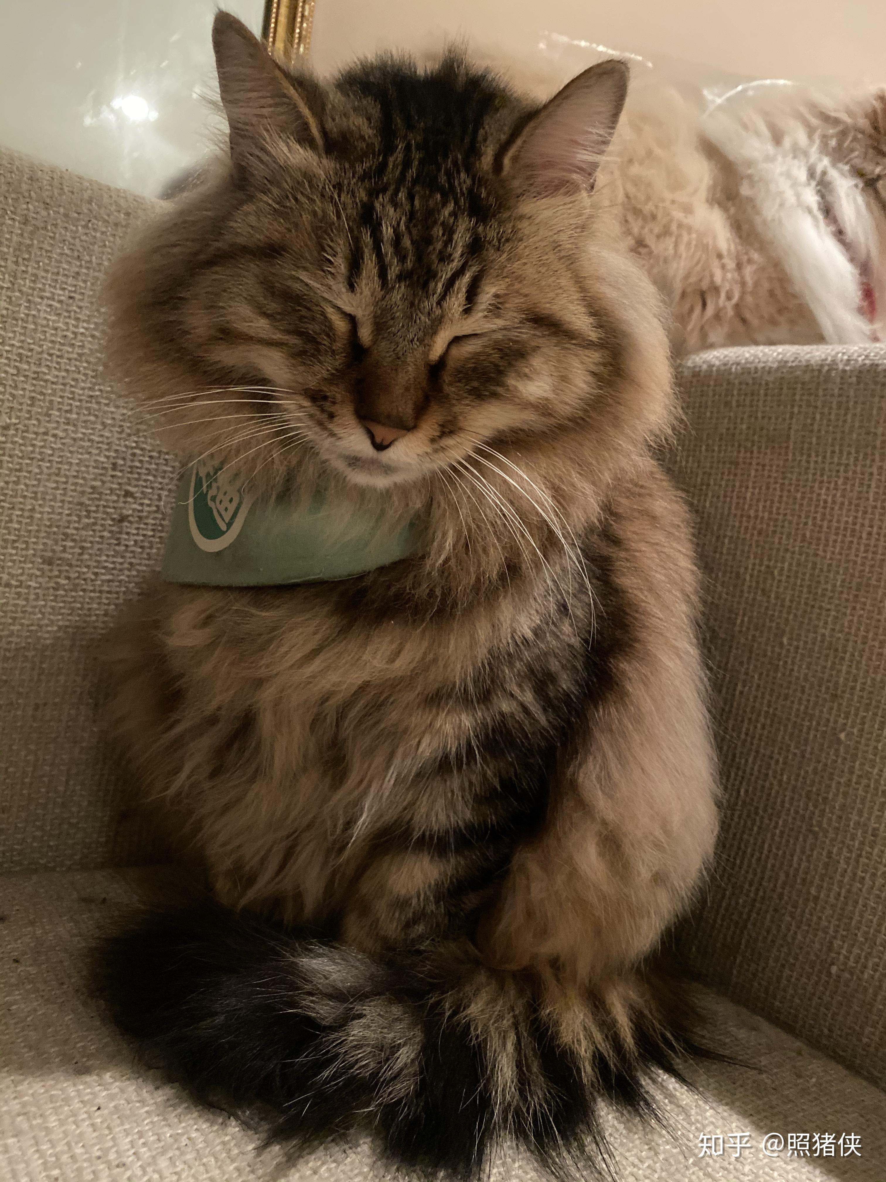 有人养长毛的狸花猫吗 真的长得像缅因猫吗