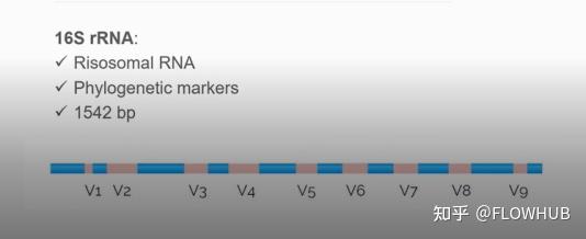 16s R 16s rRNA 分析 - 知乎