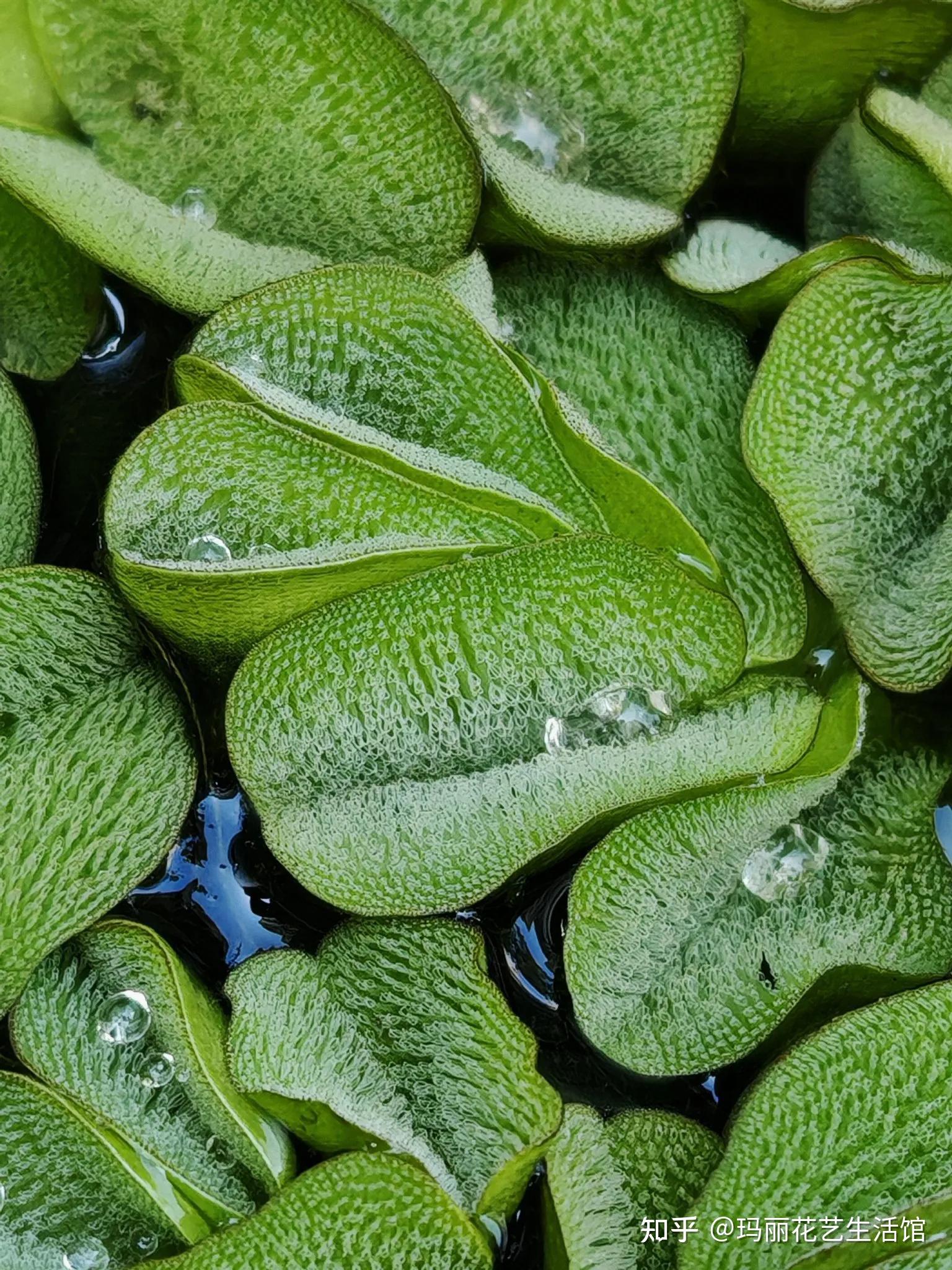 漂浮植物槐叶萍,可净化水质,轻松打造水生生态鱼缸 - 知乎