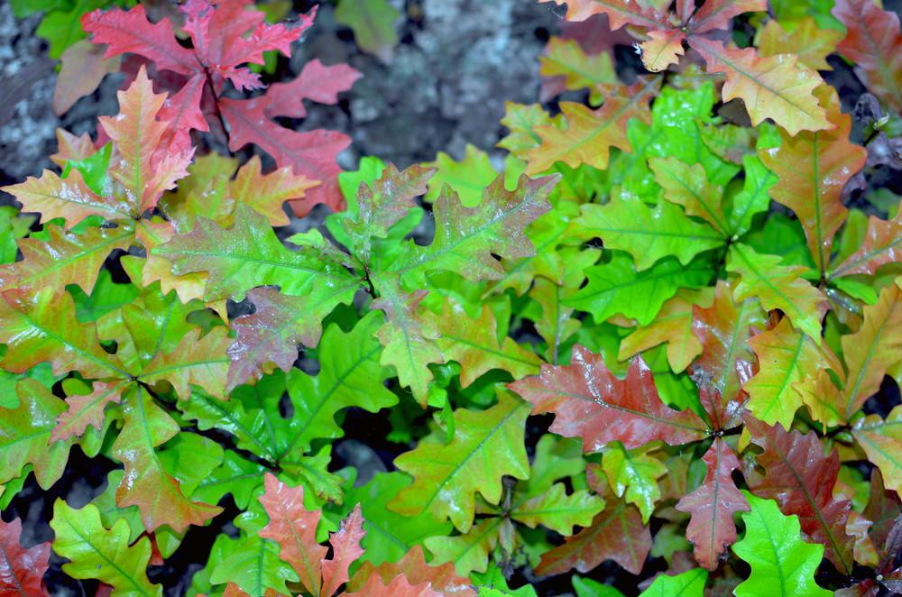 一树七彩叶,原来真的有一见钟情