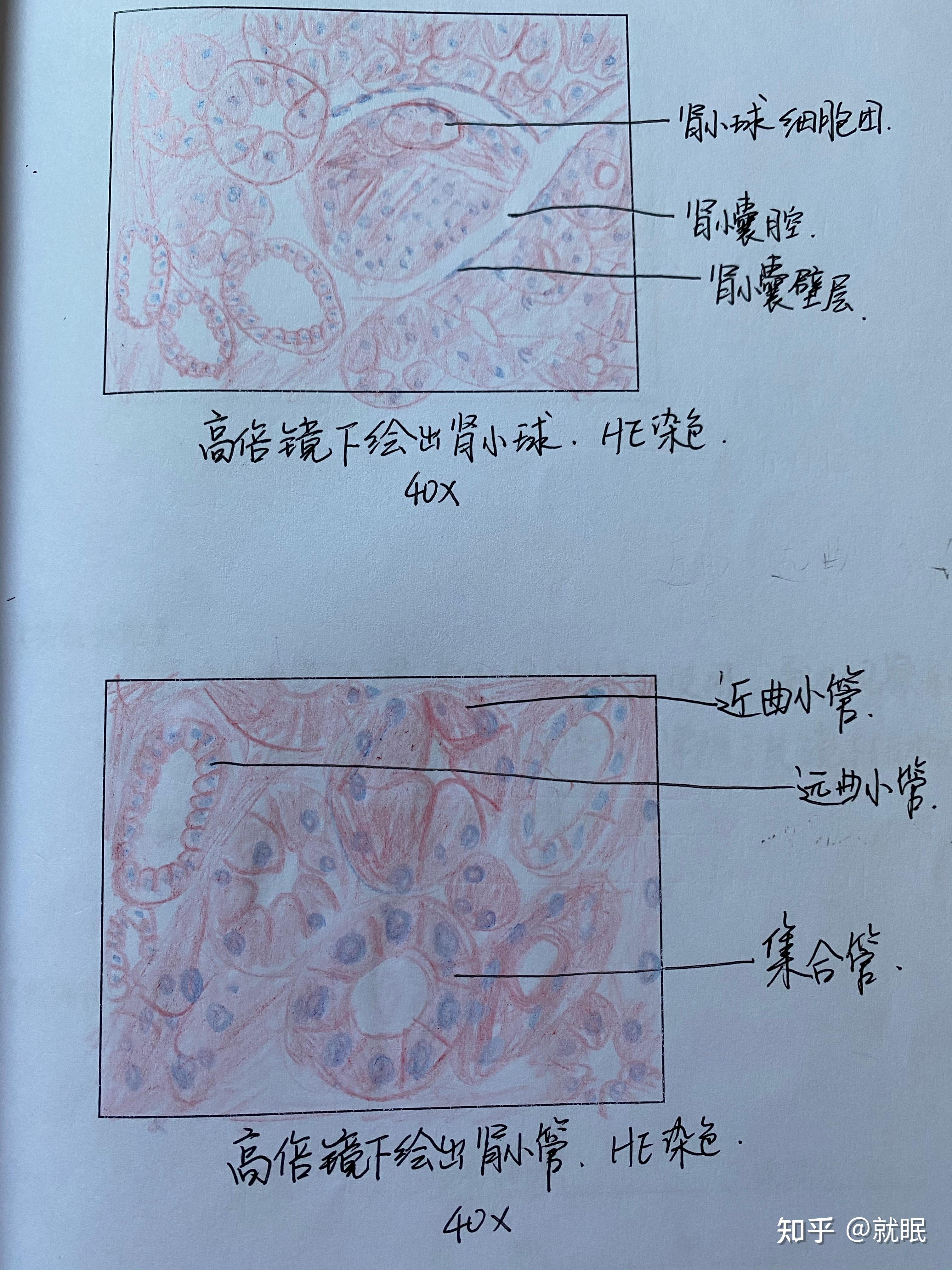 中动脉光镜结构图手绘图片