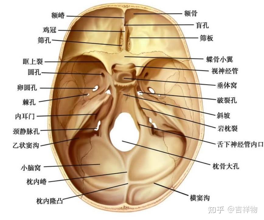 系统解剖学笔记1-颅骨 - 知乎