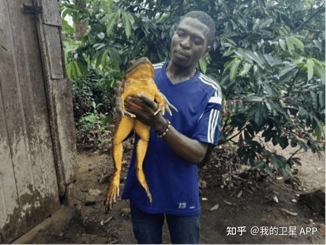 歌利亚蛙(goliath frog)