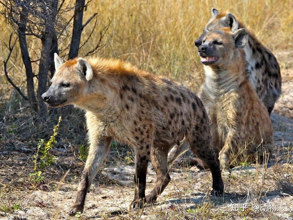 雌性鬣狗为征服雄性，竟长出了阴茎，那它们是如何交配和生育的？-搜狐大视野-搜狐新闻