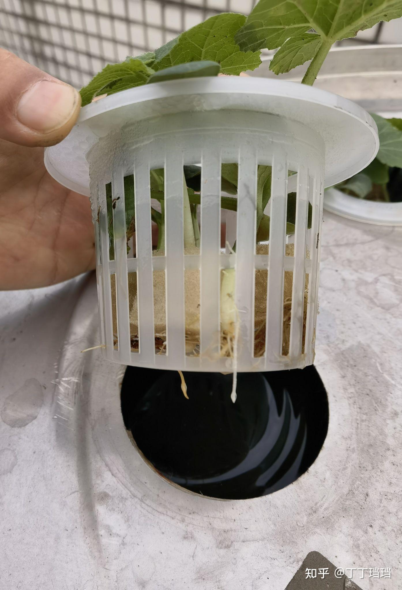 直播记录2021之巨桶水培瓜果