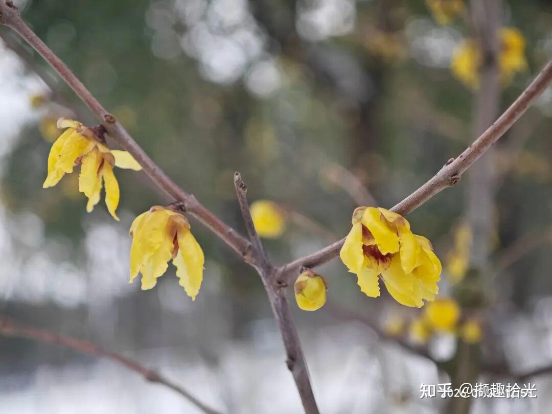 踏雪寻“梅” - 知乎
