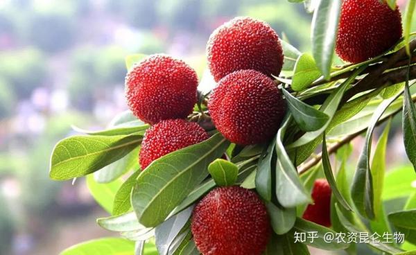 杨梅烂根病防治用药，根腐病怎么用药？黄叶死苗防治用“根小子” - 知乎