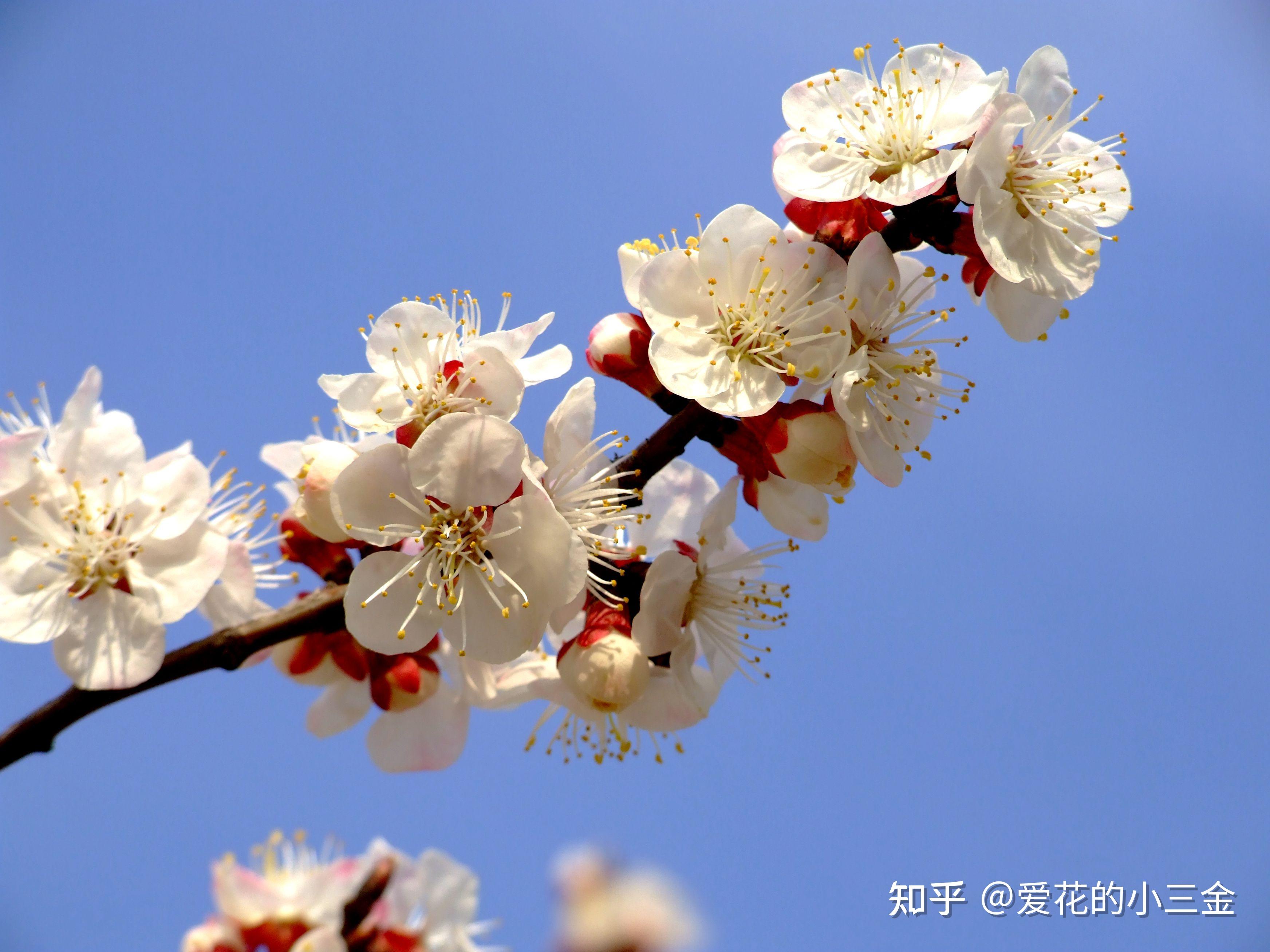 【南京市】市花:金陵一枝梅,雪中送暗香
