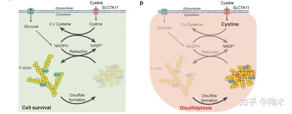 全新细胞死亡类型——双硫死亡（Disulfidptosis） - 知乎