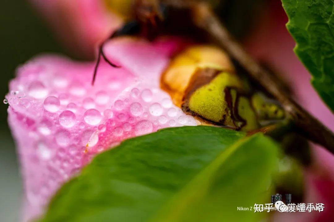 闲庭信步拍微距尼康nikkorzmc105mmf28vrs试片