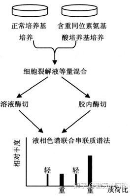 Silac Process SILAC技术的基本原理 - 知乎