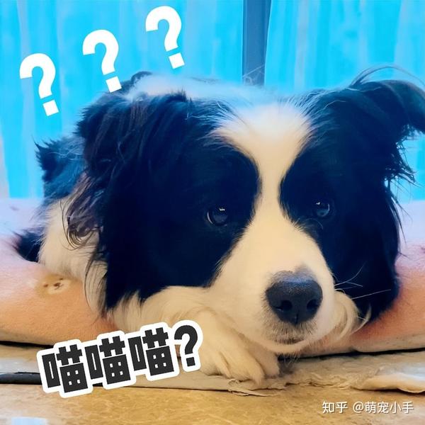 为什么“边牧”逐渐退出宠物圈？网友：养过的都怕了！ 知乎