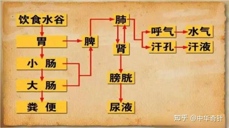 中医的理论模型之一炁三焦 - 知乎