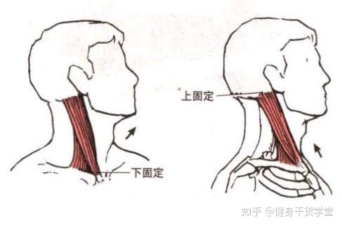 干货 每天分享一块肌肉 胸锁乳突肌 知乎