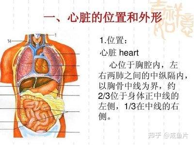 中医养生入门:五脏六腑具体是哪五脏?哪六腑? - 知乎
