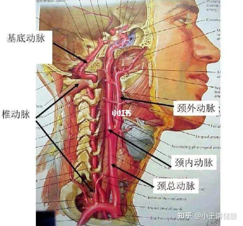 颈总动脉窦部结构图图片