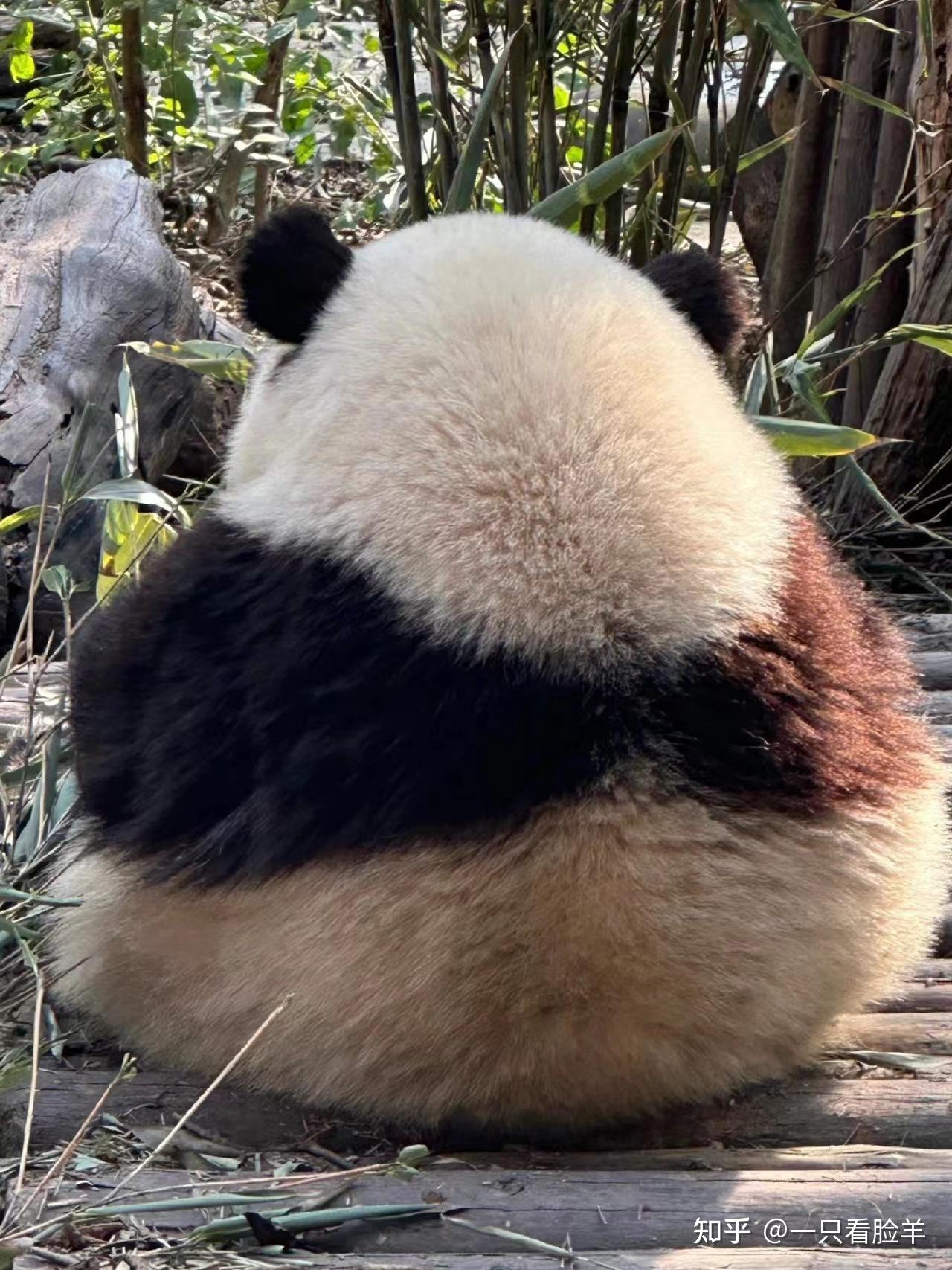大熊猫花花头像