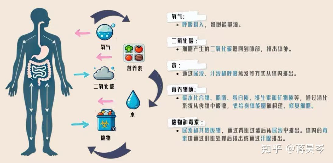 内稳态是什么？为什么说餐后代谢稳态才是健康的关键？ - 知乎