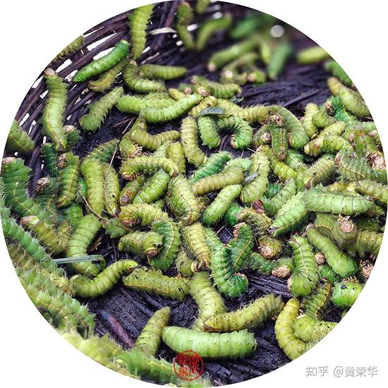 中国传统色:柞蚕绿 - 知乎
