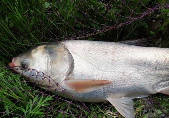 渔乐生活家:夏季水库浮钓鲢鳙鱼的技巧策略