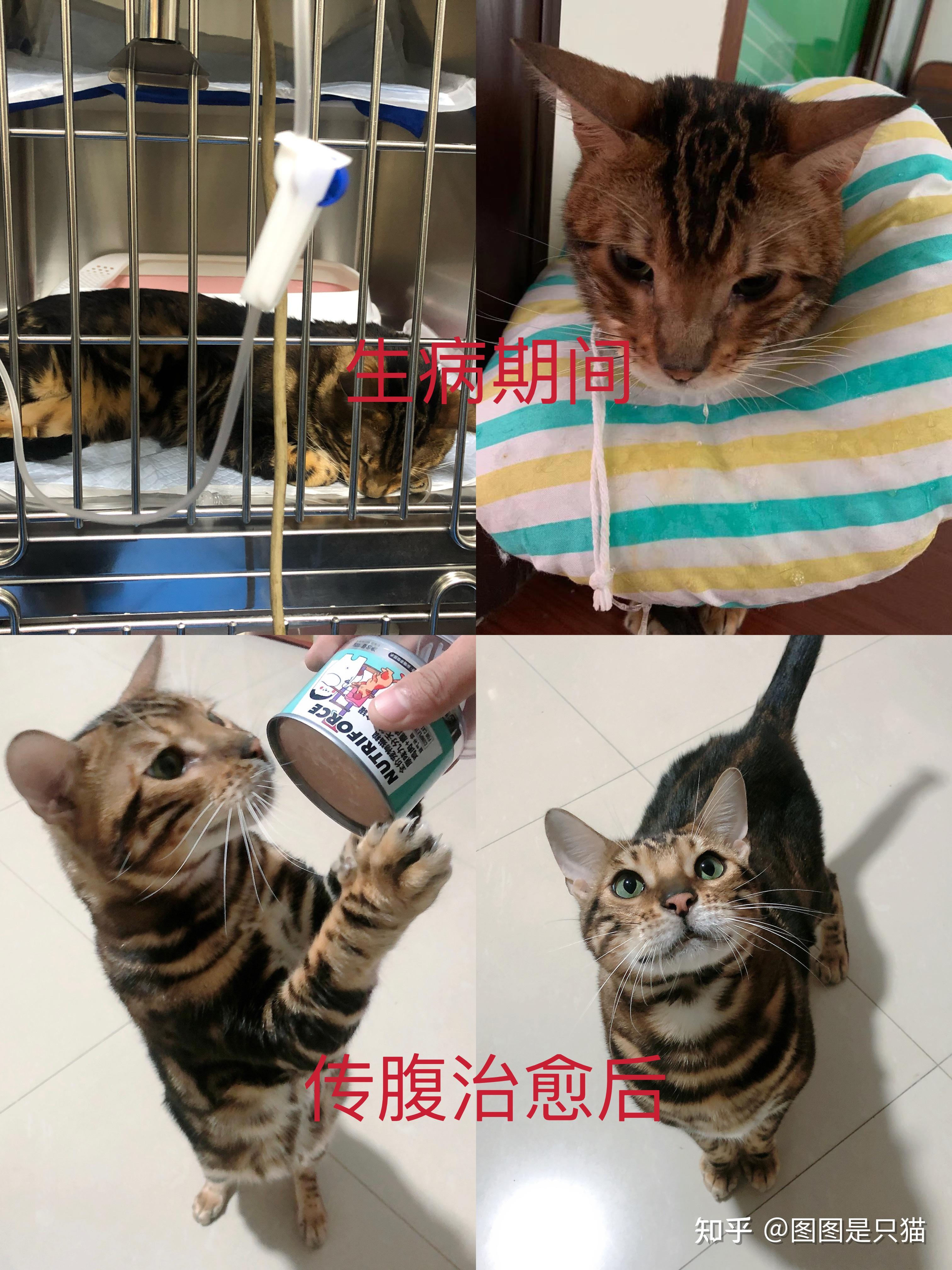 猫传腹可以治好吗? - 知乎