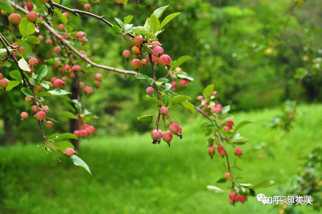 春華秋實,賞海棠紅果正當時 - 知乎