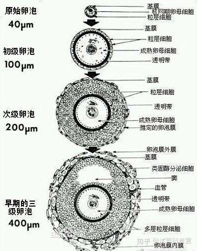 卵泡少只有2个