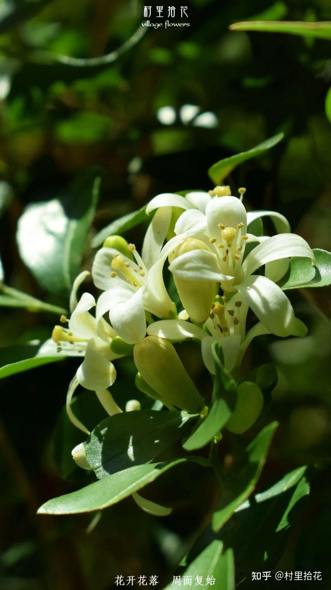 九里香你为什么偏偏只香九里