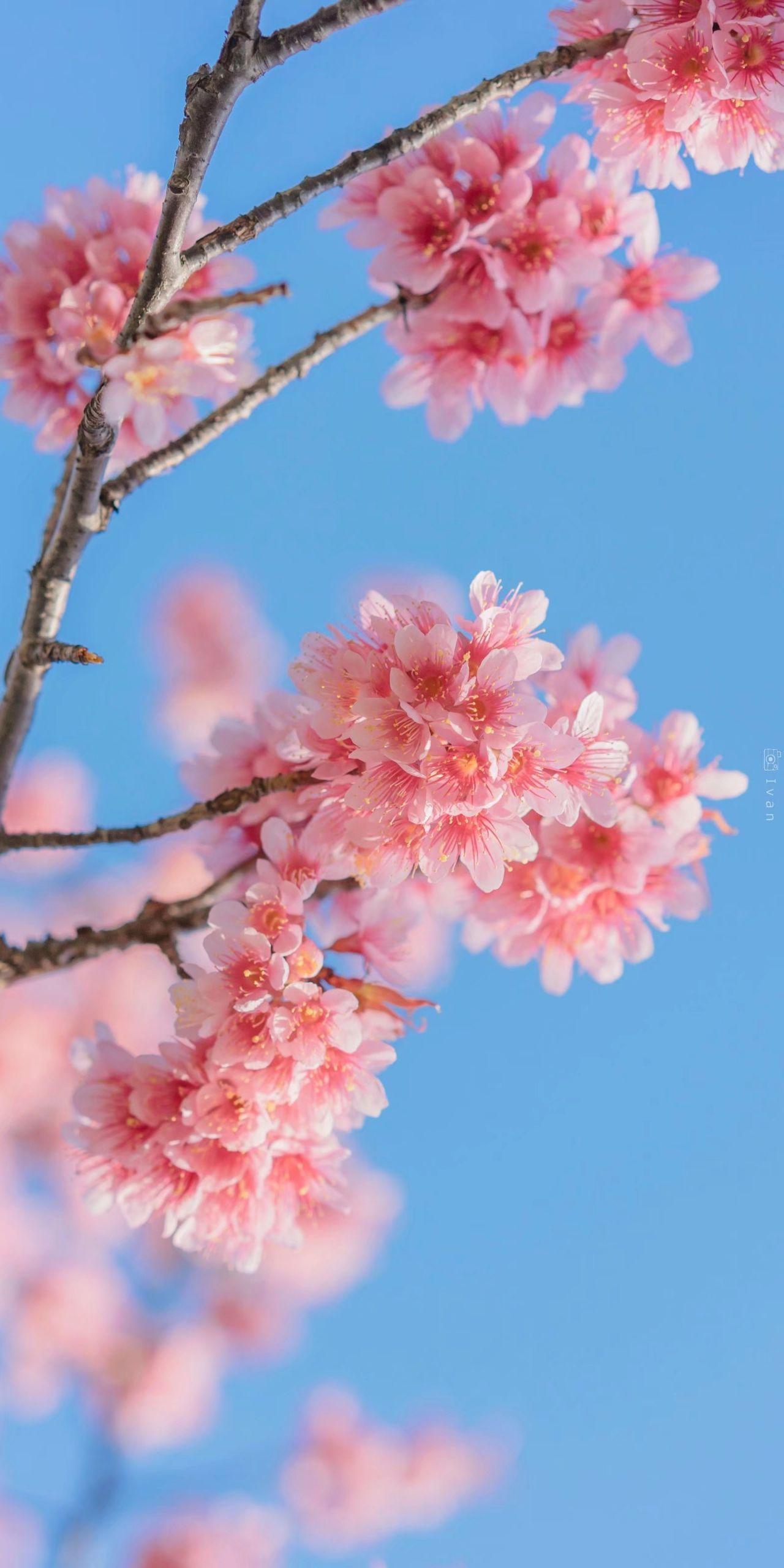 球有花花草草的唯美壁纸