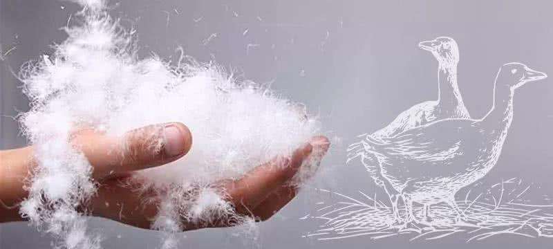 羽绒服为什么要看清洁度?