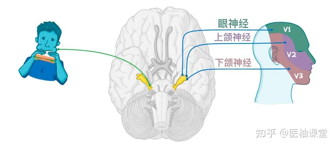 人体解剖学基础: 人体十二对颅神经 - 知乎