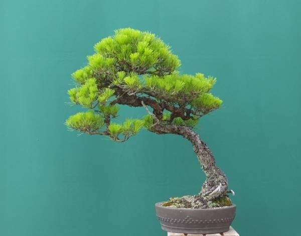 黑松 赤松 五针松盆景的造型特色以及区别辨识 知乎 黑松 赤松 五针松盆景的造型特色以及区别辨识 知乎