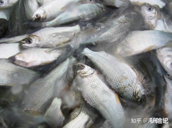 (216)丨巴西鲷(216) - 知乎