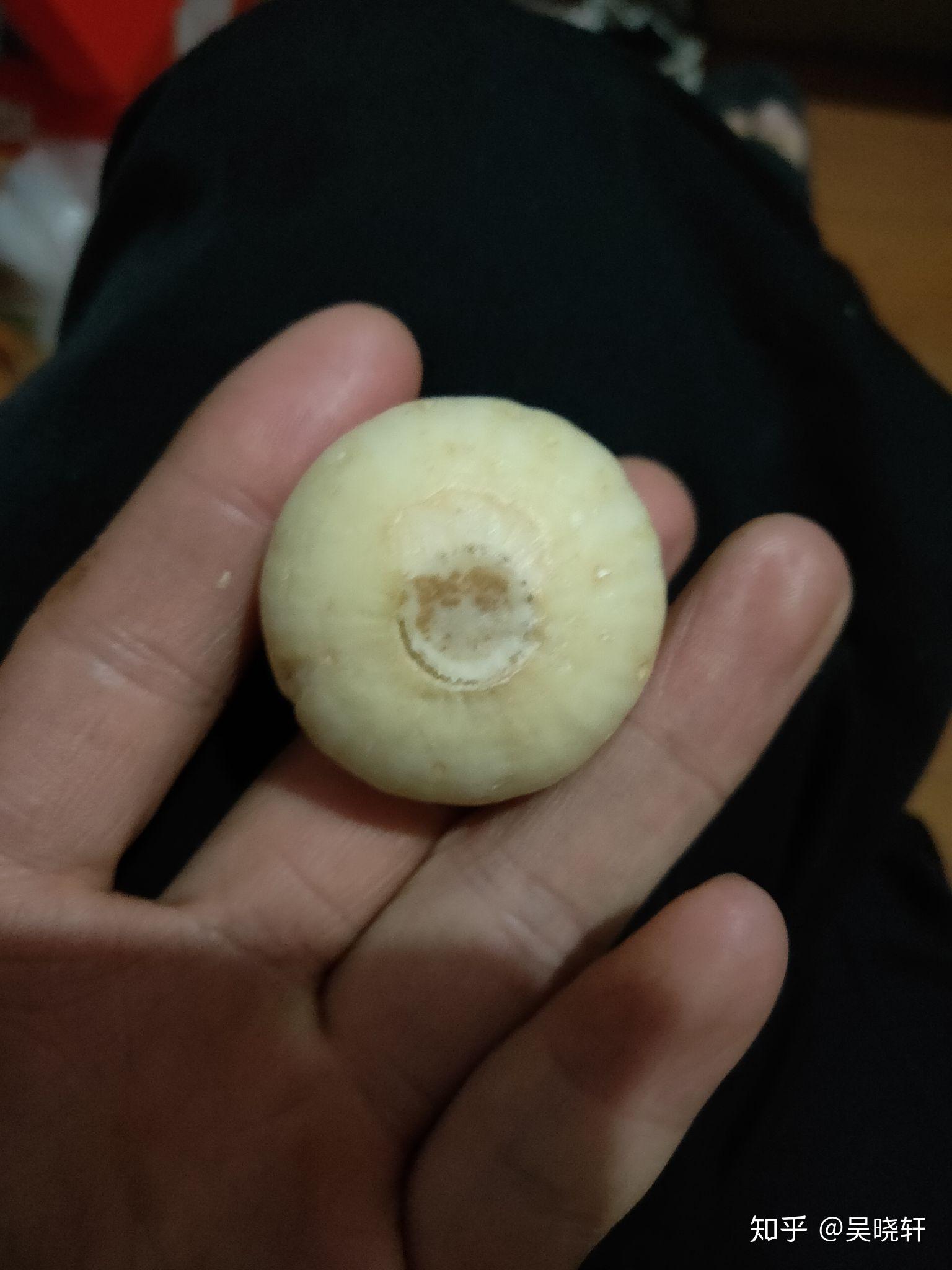 野生变异大蒜单颗五十克