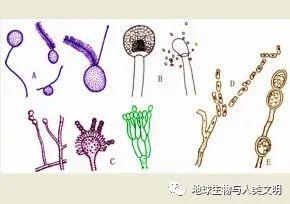 【真菌界全系列-68】真菌界—接合菌门 - 知乎