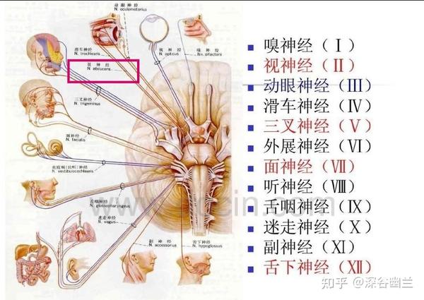 外展神经、面神经 - 知乎