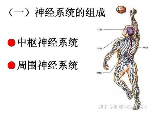 夏季烦躁当心植物神经紊乱