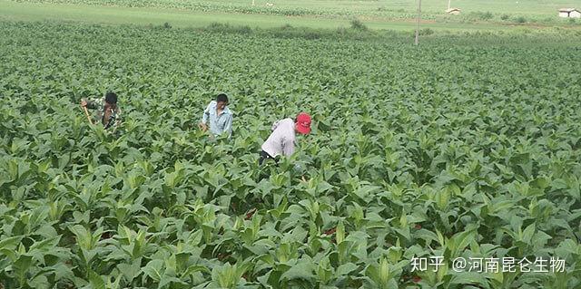 烤煙根結線蟲如何防治?烤煙根結線蟲用什麼藥防治?烤煙根結線蟲的藥劑