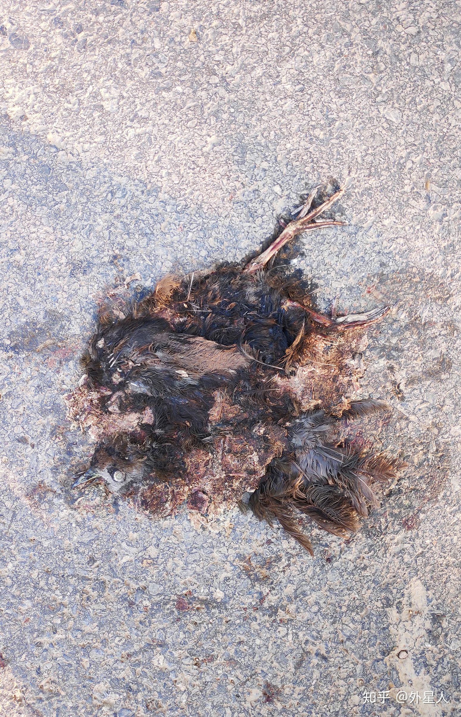 外星人不完全记录动物尸体