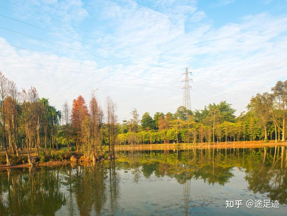 從小就游到大的廣州華南植物園