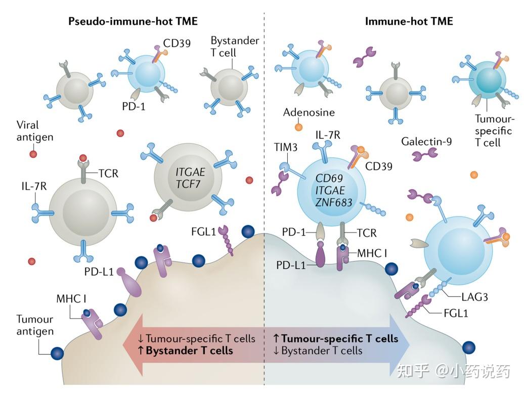 肿瘤抗原诱导的t细胞耗竭：免疫“热”肿瘤的大敌 知乎