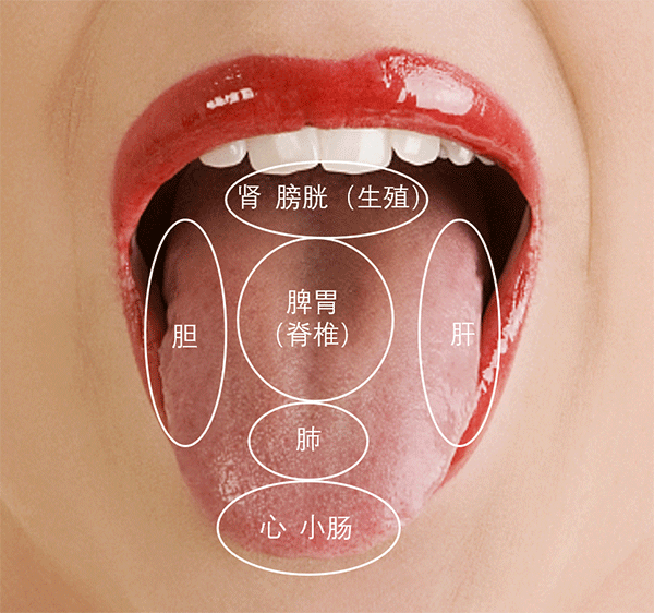 舌头对应部位的示意图图片